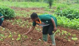 Examen du Diplôme d’Études Agricoles Tropicales (DEAT) : consulter vos résultats ici