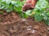 Campagne agricole 2026-2027 : le Gouvernement maintient la subvention des engrais