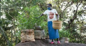 Les Africains en première ligne face à la crise de la biodiversité