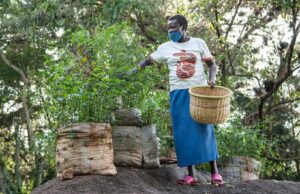 Les Africains en première ligne face à la crise de la biodiversité