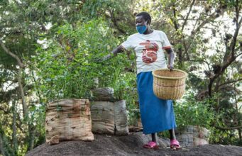 Les Africains en première ligne face à la crise de la biodiversité
