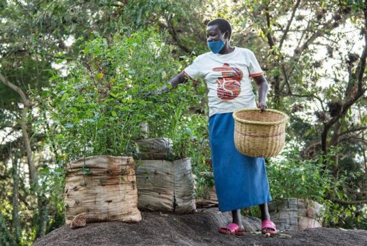 Les Africains en première ligne face à la crise de la biodiversité